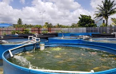 Il settore dell'acquacoltura di Trinidad e Tobago sta lottando per invertire la tendenza regiona